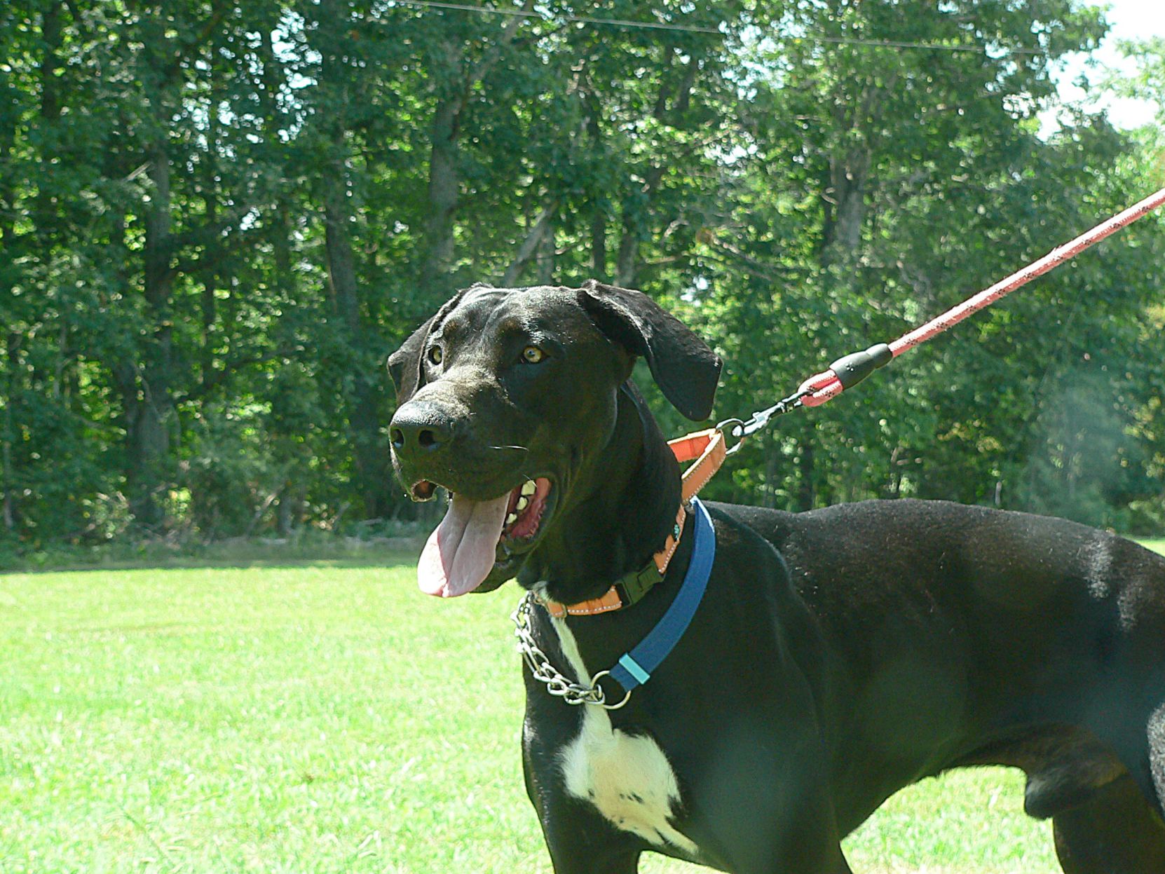 Mid-Atlantic Great Dane Rescue League - Duke.jpg